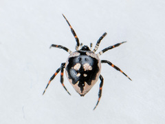 Euryopis saukea