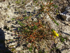 Lampranthus stenopetalus