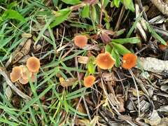 Marasmius elegans