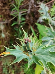 Argemone subfusiformis