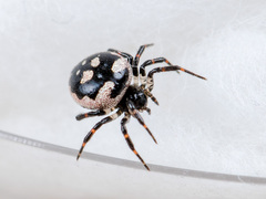 Euryopis saukea