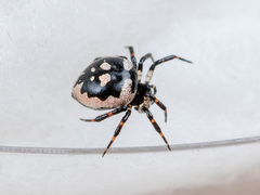 Euryopis saukea
