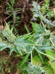 Argemone subfusiformis