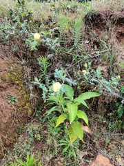 Argemone subfusiformis