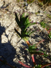 Lampranthus stenopetalus