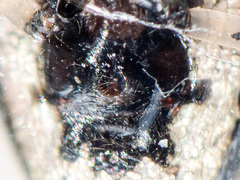 Euryopis saukea