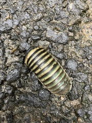 Arthrosphaera