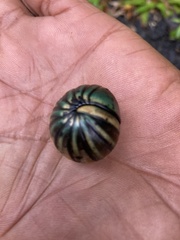 Arthrosphaera