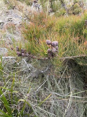 Allocasuarina misera