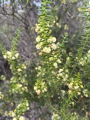 Acacia rupicola