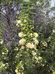 Acacia rupicola