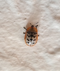 Conchyloctenia punctata