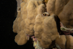 Porites