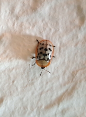 Conchyloctenia punctata