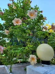 Allamanda blanchetii