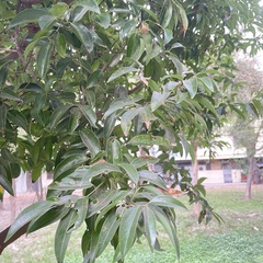 Cinnamomum burmanni