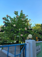 Allamanda blanchetii