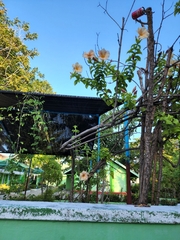 Allamanda blanchetii