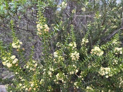 Acacia rupicola