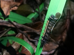 Creatonotos transiens