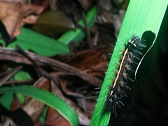 Creatonotos transiens