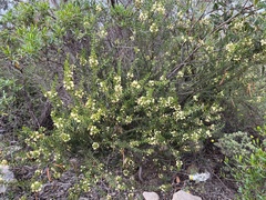 Acacia rupicola