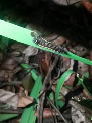 Creatonotos transiens