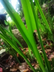 Creatonotos transiens