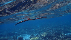 Laticauda saintgironsi