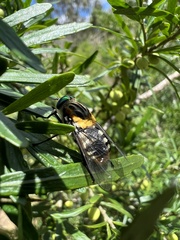 Scaptia auriflua