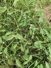 Alternanthera bettzickiana