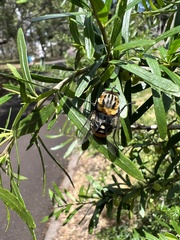 Scaptia auriflua