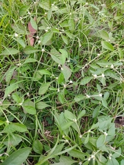 Alternanthera bettzickiana