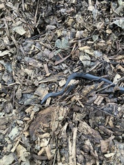 Cryptophis nigrescens