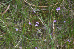 Utricularia dichotoma