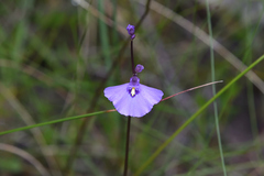 Utricularia dichotoma
