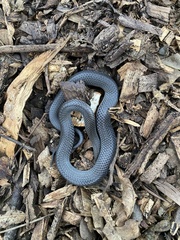 Cryptophis nigrescens