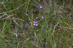 Utricularia dichotoma