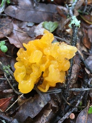 Tremella mesenterica