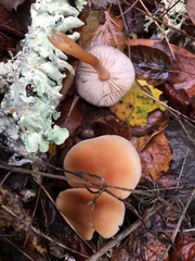 Collybia