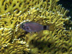 Ringtail Cardinalfish photo 3