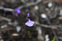 Utricularia dichotoma