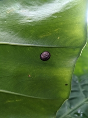 Acusta