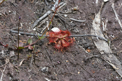 Drosera