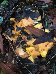 Cantharellus californicus