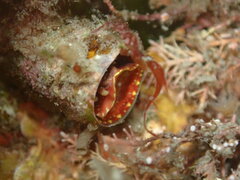 Thylacodes zelandicus