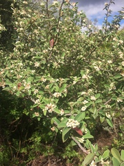 Cotoneaster pannosus