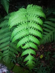 Pleocnemia irregularis