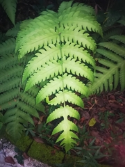 Pleocnemia irregularis