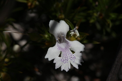 Hemiandra pungens